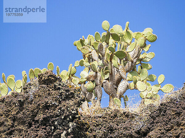 Opuntia-Kaktus (Opuntia galapageia)  Buccaneer Cove  Insel Santiago  Galapagos-Inseln  UNESCO-Weltkulturerbe  Ecuador  Südamerika