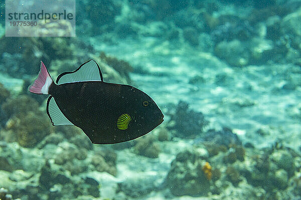 Ein erwachsener Pinktail-Drückerfisch (Melichthys vidua)  der auf dem Riff vor Bangka Island  Indonesien  Südostasien schwimmt