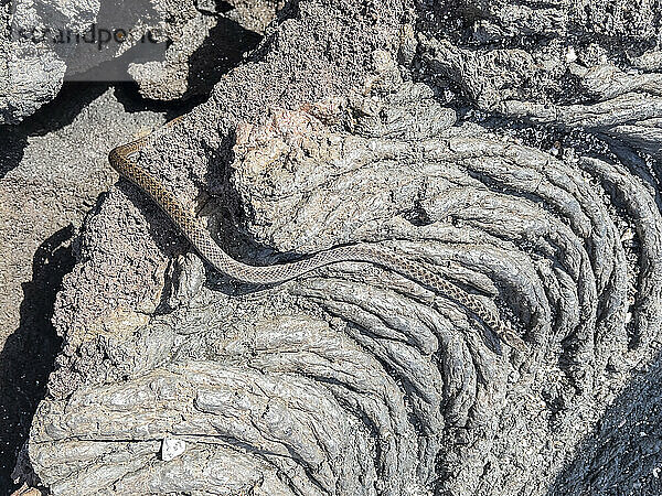 Ein erwachsener Galapagos-Rennfahrer (Pseudalsophis biserialis) auf Pahoehoe-Lava auf der Insel Fernandina  Galapagos-Inseln  UNESCO-Weltkulturerbe  Ecuador  Südamerika