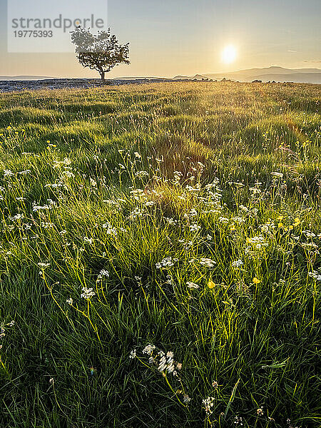 Blumen  Gras und einsamer Weißdornbaum im Abendsonnenlicht  Winskill Stones Nature Reserve  Stainforth  Yorkshire Dales National Park  Yorkshire  England  Vereinigtes Königreich  Europa