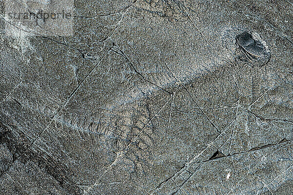 Präkambrische Fossilien  Mistaken Point  UNESCO-Weltkulturerbe  Halbinsel Avalon  Neufundland  Kanada  Nordamerika