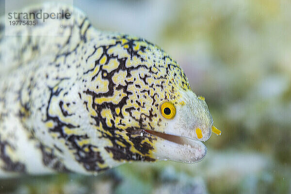 Eine ausgewachsene Schneeflockenmuräne (Echidna nebulosa) auf dem Riff vor Port Airboret  Raja Ampat  Indonesien  Südostasien