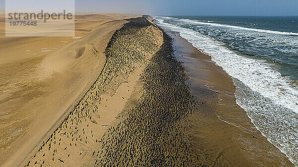 Luftaufnahme einer großen Anzahl von Kormoranen auf den Sanddünen entlang der Atlantikküste  Namibe-Wüste (Namib)  Iona-Nationalpark  Namibe  Angola  Afrika