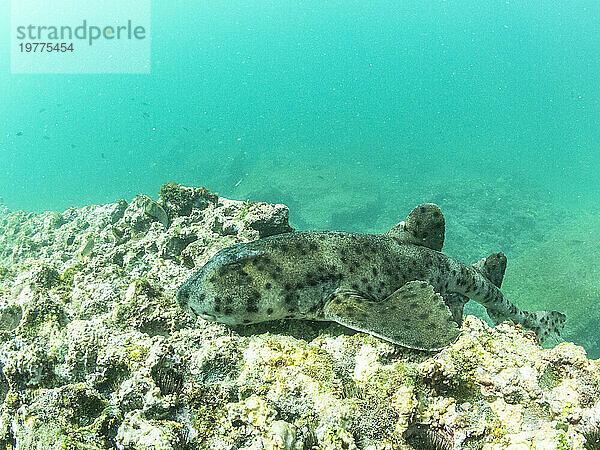 Ein ausgewachsener Galapagos-Groppenhai (Heterodontus quoyi)  Buccaneer Cove  Insel Santiago  Galapagos  UNESCO-Weltkulturerbe  Ecuador  Südamerika