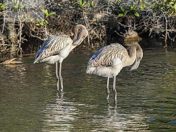 Ein Paar Amerikanische Flamingos (Phoenicopterus ruber)  die sich von Artesmia-Garnelen ernähren  Insel Rabida  Galapagosinseln  UNESCO-Weltkulturerbe  Ecuador  Südamerika