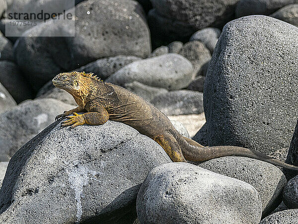 Ein ausgewachsener Galapagos-Landleguan (Conolophus subcristatus) sonnt sich auf North Seymour Island  Galapagos-Inseln  UNESCO-Weltkulturerbe  Ecuador  Südamerika