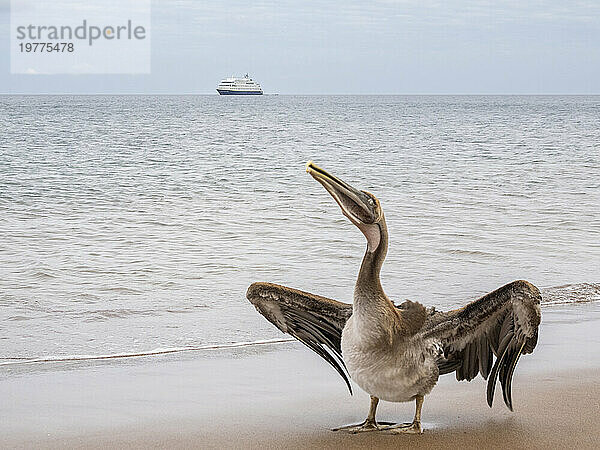 Jungbrauner Pelikan (Pelecanus occidentalis)  in Buccaneer Cove  Insel Santiago  Galapagosinseln  UNESCO-Weltkulturerbe  Ecuador  Südamerika