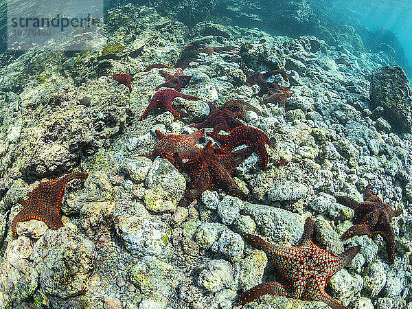 Panamischer Kissenstern (Pentaceratser cumingi)  in einem Gedränge auf der Insel Fernandina  Galapagos-Teppich (Sesuvium edmonstonei)  Punta Pitt  Insel San Cristobal  Galapagos  UNESCO-Weltkulturerbe  Ecuador  Südamerika