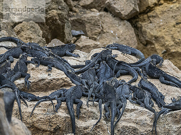 Erwachsene Galapagos-Meeresleguane (Amblyrhynchus cristatus)  sonnen sich in der Sonne  Insel Isabela  Galapagos-Inseln  UNESCO-Weltkulturerbe  Ecuador  Südamerika