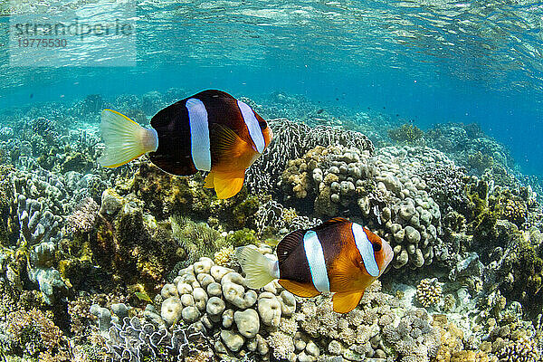 Ein erwachsener Clarks-Anemonenfisch (Amphiprion clarkii)  der über dem Riff in der Nähe der Insel Bangka  Indonesien  Südostasien  Asien schwimmt