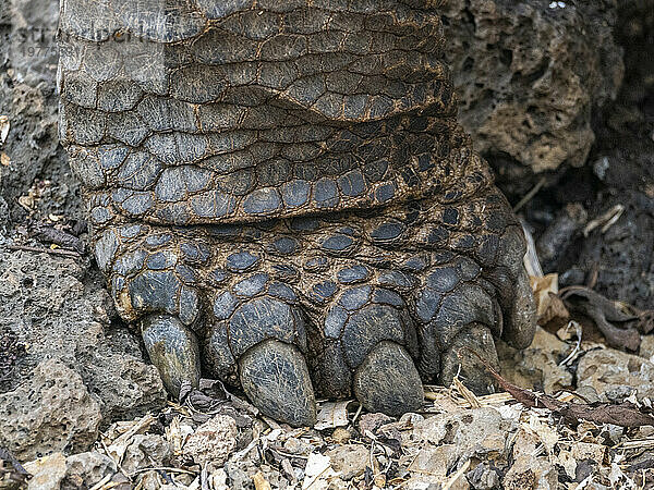 Nahaufnahme des Fußes einer gefangenen Galapagos-Riesenschildkröte (Chelonoidis spp)  Charles-Darwin-Forschungsstation  Insel Santa Cruz  Galapagos-Inseln  UNESCO-Weltkulturerbe  Ecuador  Südamerika