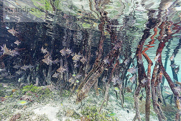 Eine Schule von Kugelkardinalfischen (Sphaeramia orbicularis) in den Mangroven vor der Insel Wohof  Raja Ampat  Indonesien  Südostasien