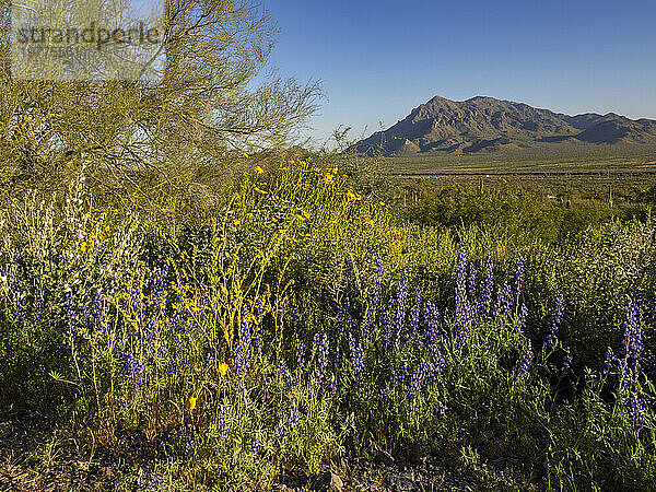 Blühende Wildblumen nach einer besonders guten Regenzeit im Picacho Peak State Park  Arizona  Vereinigte Staaten von Amerika  Nordamerika