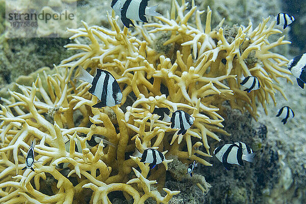 Erwachsener Humbug (Dascyllus aruanus)  vor dem Riff auf der Insel Kawe  Raja Ampat  Indonesien  Südostasien