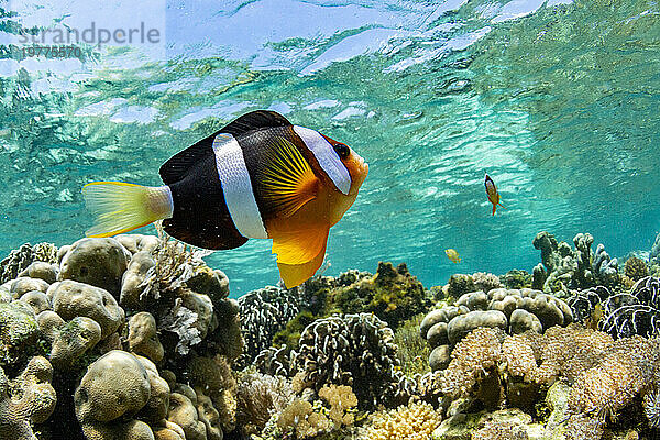 Ein ausgewachsener Clarks-Anemonenfisch (Amphiprion clarkii)  der über dem Riff in der Nähe der Insel Bangka  Indonesien  Südostasien  Asien schwimmt