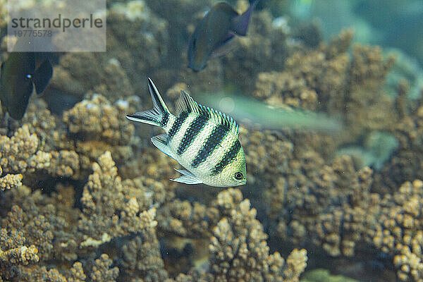 Ein erwachsener Scherenschwanz-Sergeant (Abudefduf sexfasciatus) auf dem Riff vor Kawe Island  Raja Ampat  Indonesien  Südostasien