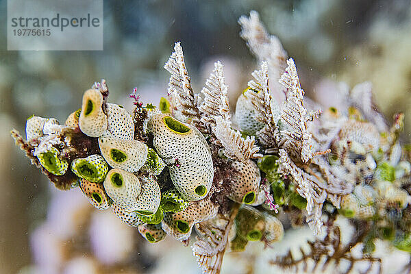Eine Kolonie grüner Seescheiden (Didemnum molle)  draußen über dem Riff vor der Insel Bangka  Indonesien  Südostasien  Asien
