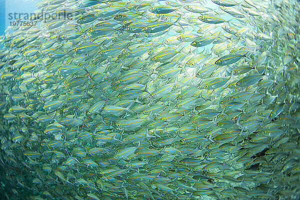 Ausgewachsener Großaugen-Schnapper (Lutjanus lutjanus) schwärmt vor Port Airboret  Raja Ampat  Indonesien  Südostasien  Asien