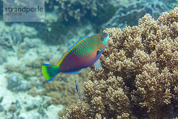 Ein erwachsener Bleekers-Papageienfisch (Chlorurus bleekeri)  vor dem Riff auf der Insel Kawe  Raja Ampat  Indonesien  Südostasien