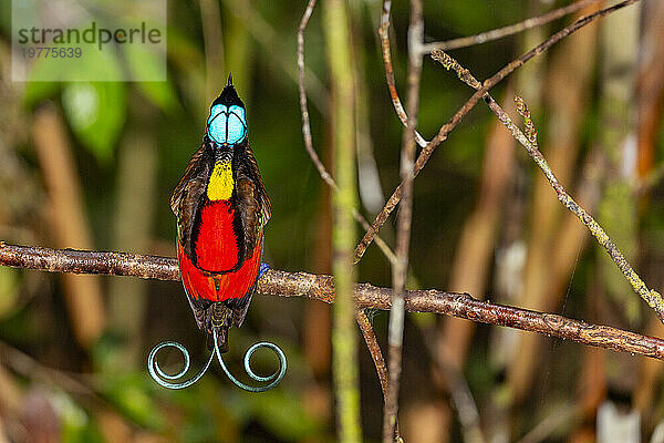 Ein männlicher Wilson-Paradiesvogel (Cicinnurus respublica) bei der Balz auf der Insel Waigeo  Raja Ampat  Indonesien  Südostasien  Asien