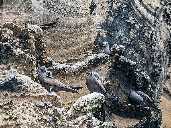 Ausgewachsene braune Noddies (Anous stolidus) auf einem Felsvorsprung auf der Insel Isabela  Galapagos-Inseln  UNESCO-Weltkulturerbe  Ecuador  Südamerika