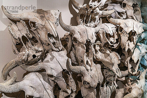 Büffelschädel und Knochen im Museum der UNESCO-Stätte „Head Smashed“ in Buffalo Jump  Alberta  Kanada  Nordamerika