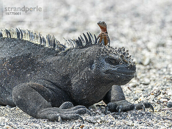 Galapagos-Meeresleguan (Amblyrhynchus cristatus)  Galapagos-Lavaechse (Microlophus albemarlensis)  Galapagos-Inseln  UNESCO-Weltkulturerbe  Ecuador  Südamerika