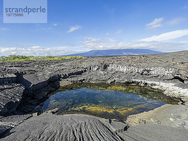 Pahoehoe-Lava auf der jüngsten Insel der Galapagosinseln  Insel Fernandina  Galapagosinseln  UNESCO-Weltkulturerbe  Ecuador  Südamerika