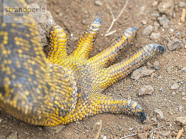 Nahaufnahme des Fußes eines erwachsenen Galapagos-Landleguans (Conolophus subcristatus)  Fußdetail  auf North Seymour Island  Galapagos-Inseln  UNESCO-Weltkulturerbe  Ecuador  Südamerika