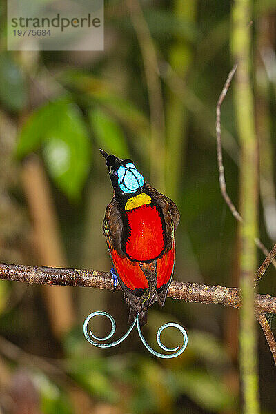 Ein männlicher Wilson-Paradiesvogel (Cicinnurus respublica) bei der Balz auf der Insel Waigeo  Raja Ampat  Indonesien  Südostasien  Asien