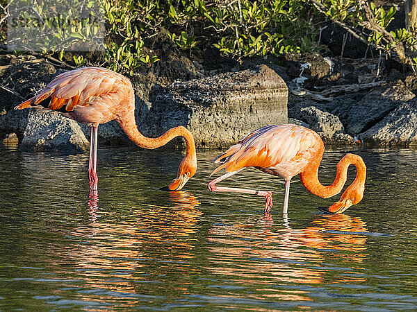 Ein Paar Amerikanische Flamingos (Phoenicopterus ruber)  die sich von Artesmia-Garnelen ernähren  Insel Rabida  Galapagosinseln  UNESCO-Weltkulturerbe  Ecuador  Südamerika