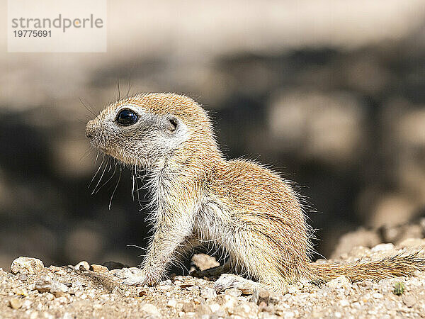 Rundschwanz-Ziesel (Xerospermophilus tereticaudus)  Brandi Fenton Park  Tucson  Arizona  Vereinigte Staaten von Amerika  Nordamerika