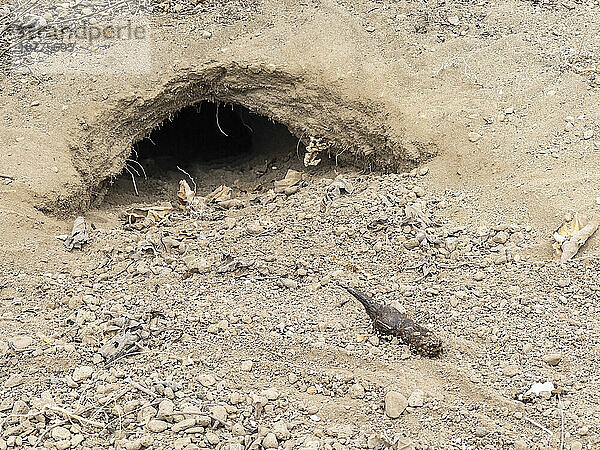 Ein erwachsener Galapagos-Landleguan (Conolophus subcristatus) baut sich in der Urbina-Bucht  Galapagos-Inseln  UNESCO-Weltkulturerbe  Ecuador  Südamerika