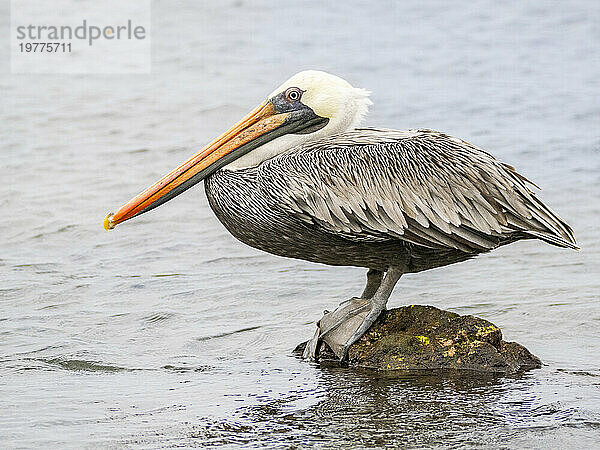 Ausgewachsener Braunpelikan (Pelecanus occidentalis)  in Buccaneer Cove  Insel Santiago  Galapagosinseln  UNESCO-Weltkulturerbe  Ecuador  Südamerika