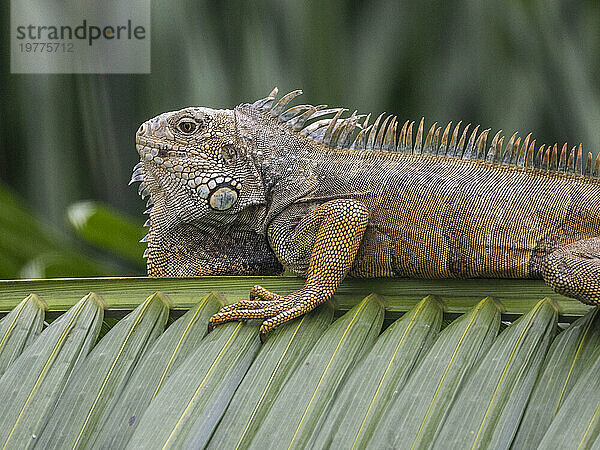 Ein erwachsener männlicher grüner Leguan (Iguana iguana)  der sich am Flughafen in Guayaquil  Ecuador  Südamerika  in der Sonne sonnt