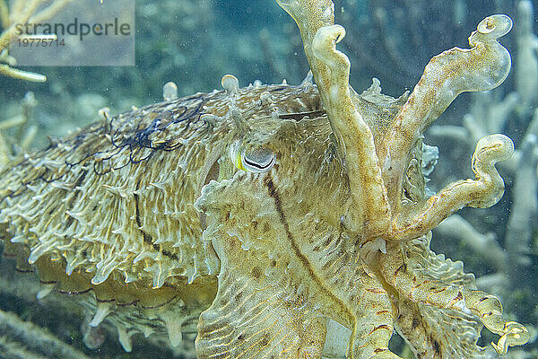 Ein ausgewachsener Breitkeulen-Tintenfisch (Sepia latimanus) vor dem Riff auf der Insel Bangka  in der Nähe von Manado  Indonesien  Südostasien