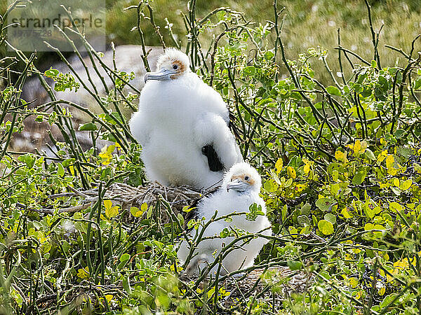 Große Fregattvogelküken (Fregata Minor) auf dem Nest auf North Seymour Island  Galapagos-Inseln  UNESCO-Weltkulturerbe  Ecuador  Südamerika