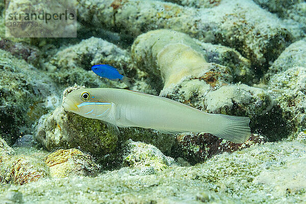 Ein ausgewachsener Blaustreifengrundel (Valenciennea strigata) auf dem Riff vor der Insel Kri  Raja Ampat  Indonesien  Südostasien