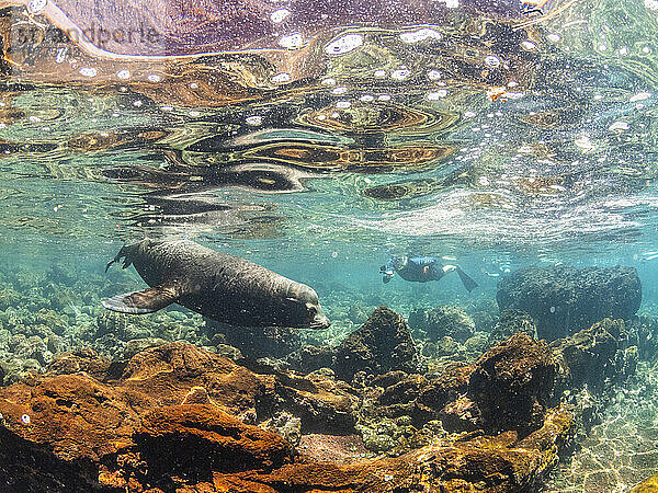 Erwachsener männlicher Galapagos-Seelöwe (Zalophus wollebaeki)  unter Wasser auf der Insel Santiago  Galapagos-Inseln  UNESCO-Weltkulturerbe  Ecuador  Südamerika