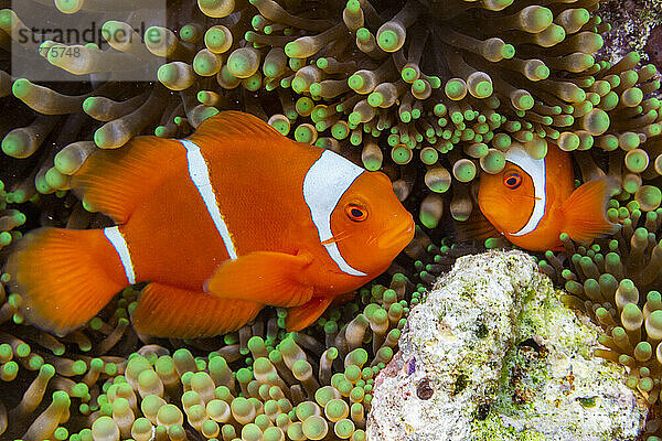 Ein Paar Dornwangen-Clownfische (Amphiprion biaculeatus)  versteckt in einer Anemone vor der Insel Wohof  Raja Ampat  Indonesien  Südostasien