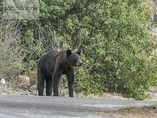 Eine erwachsene amerikanische Schwarzbärin (Ursus americanus)  Big Bend Nationalpark  Texas  Vereinigte Staaten von Amerika  Nordamerika