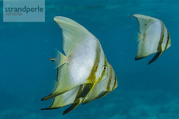 Eine Schule runder Fledermausfische (Platax orbicularis) vor dem Riff auf der Insel Bangka  in der Nähe von Manado  Indonesien  Südostasien