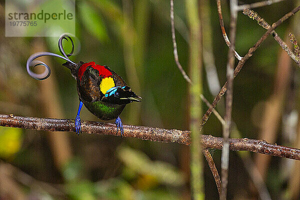 Ein männlicher Wilson-Paradiesvogel (Cicinnurus respublica) bei der Balz auf der Insel Waigeo  Raja Ampat  Indonesien  Südostasien  Asien