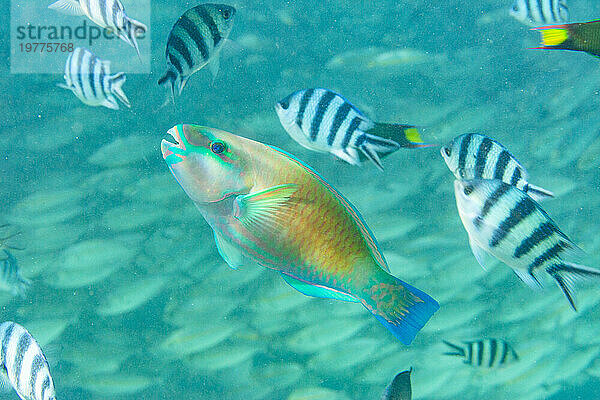 Ein ausgewachsener Pazifischer Kugelkopf-Papageienfisch (Chlorurus spiluris) vor dem Riff auf der Insel Kawe  Raja Ampat  Indonesien  Südostasien