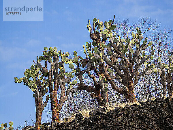 Opuntia-Kaktus (Opuntia galapageia)  Buccaneer Cove  Insel Santiago  Galapagos-Inseln  UNESCO-Weltkulturerbe  Ecuador  Südamerika
