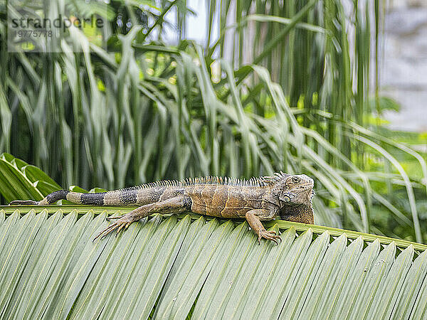 Ein erwachsener männlicher grüner Leguan (Iguana iguana)  der sich am Flughafen in Guayaquil  Ecuador  Südamerika  in der Sonne sonnt