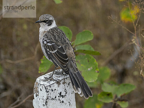 Ausgewachsener Galapagos-Spottdrossel (Mimus parvulus)  in der Bucht von Urbina  Insel Isabela  Galapagos-Inseln  UNESCO-Weltkulturerbe  Ecuador  Südamerika