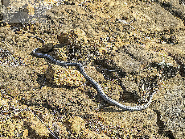 Ein erwachsener Galapagos-Rennfahrer (Pseudalsophis biserialis)  in Punta Pitt  Insel San Cristobal  Galapagos-Inseln  UNESCO-Weltkulturerbe  Ecuador  Südamerika