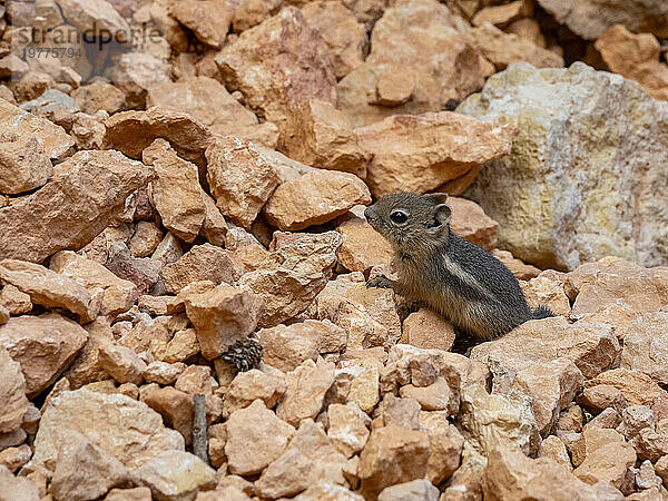 Ein junges Goldmantel-Ziesel (Callospermophilus lateralis) im Bryce-Canyon-Nationalpark  Utah  Vereinigte Staaten von Amerika  Nordamerika