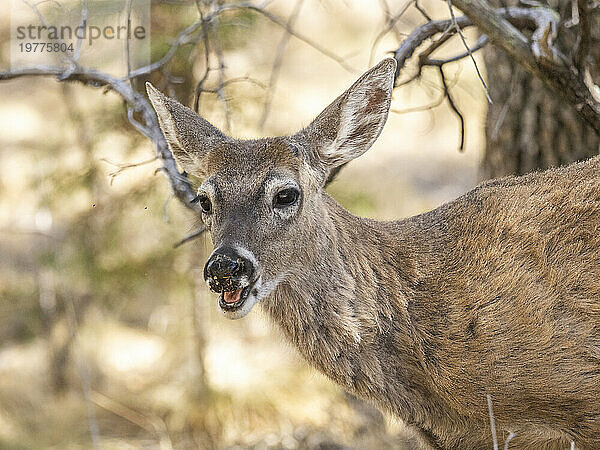 Ein junger Weißwedelhirsch (Odocoileus virginianus)  Big Bend Nationalpark  Texas  Vereinigte Staaten von Amerika  Nordamerika